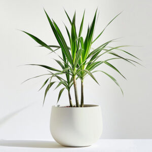 Startseite product 05